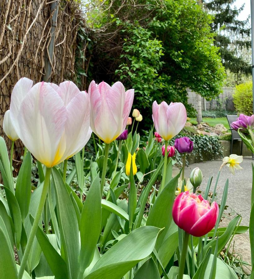 Gyoengyszem Vendeghaz Otel Eğri Dış mekan fotoğraf